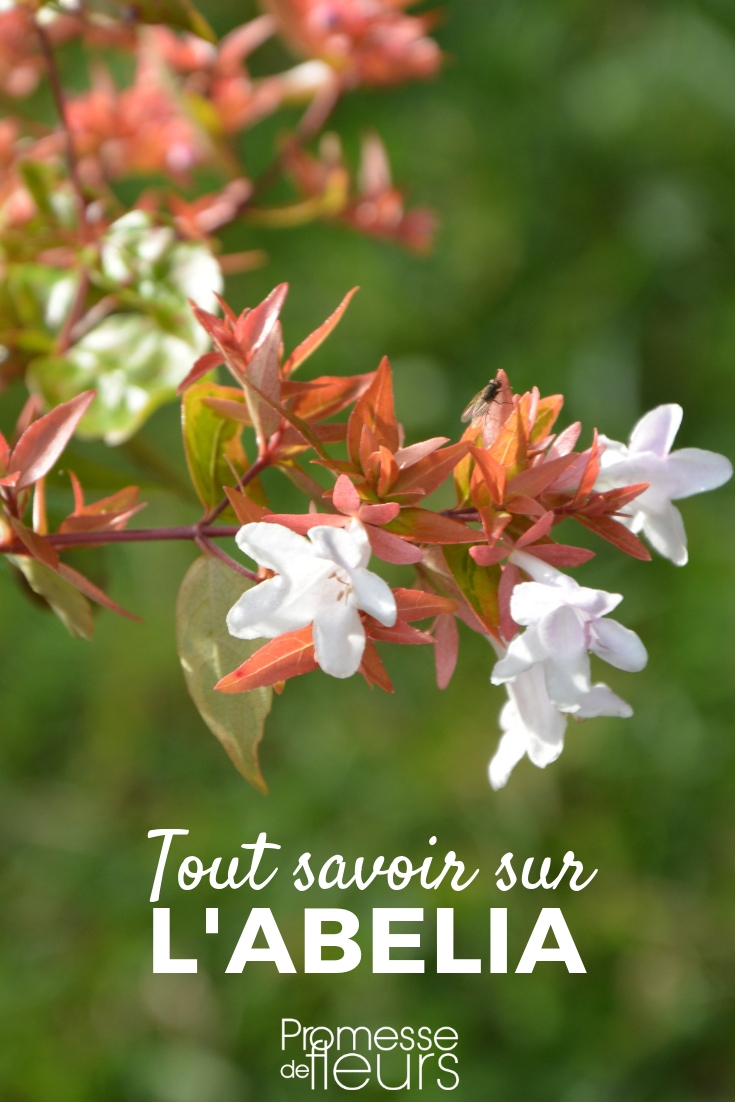 Abelia : planter, cultiver, tailler