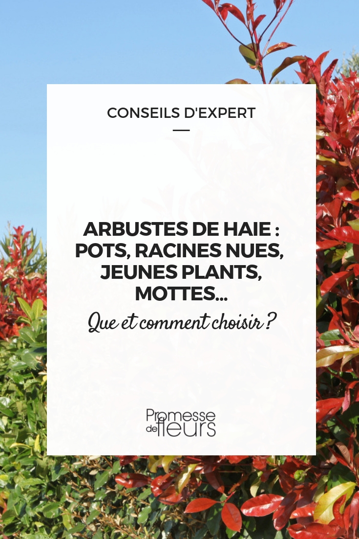 haie : choisir le conditionnement de ses arbustes