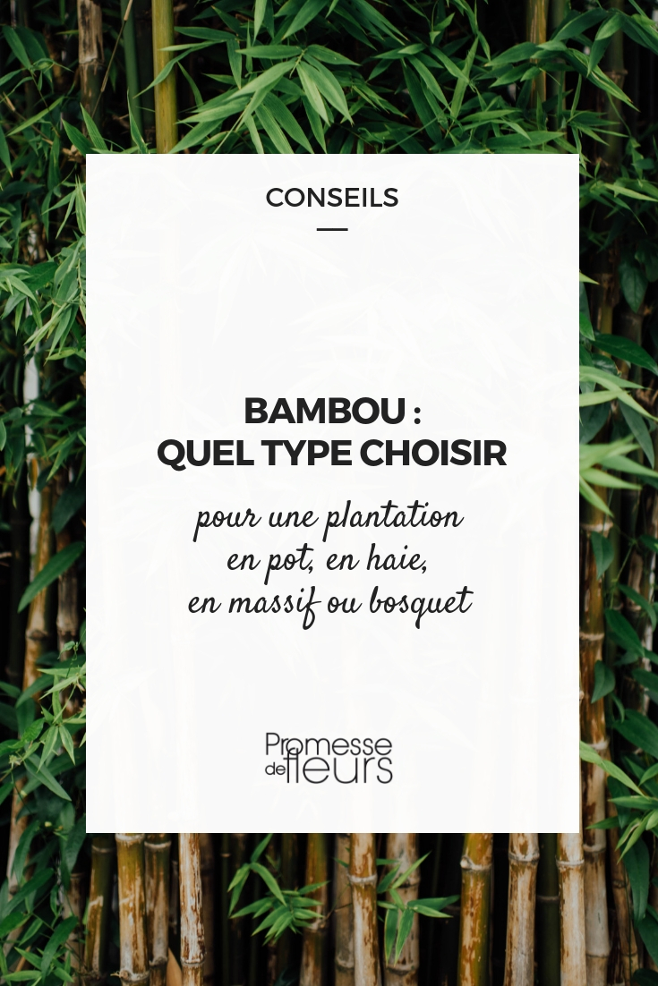 bambou : quel type choisir ?