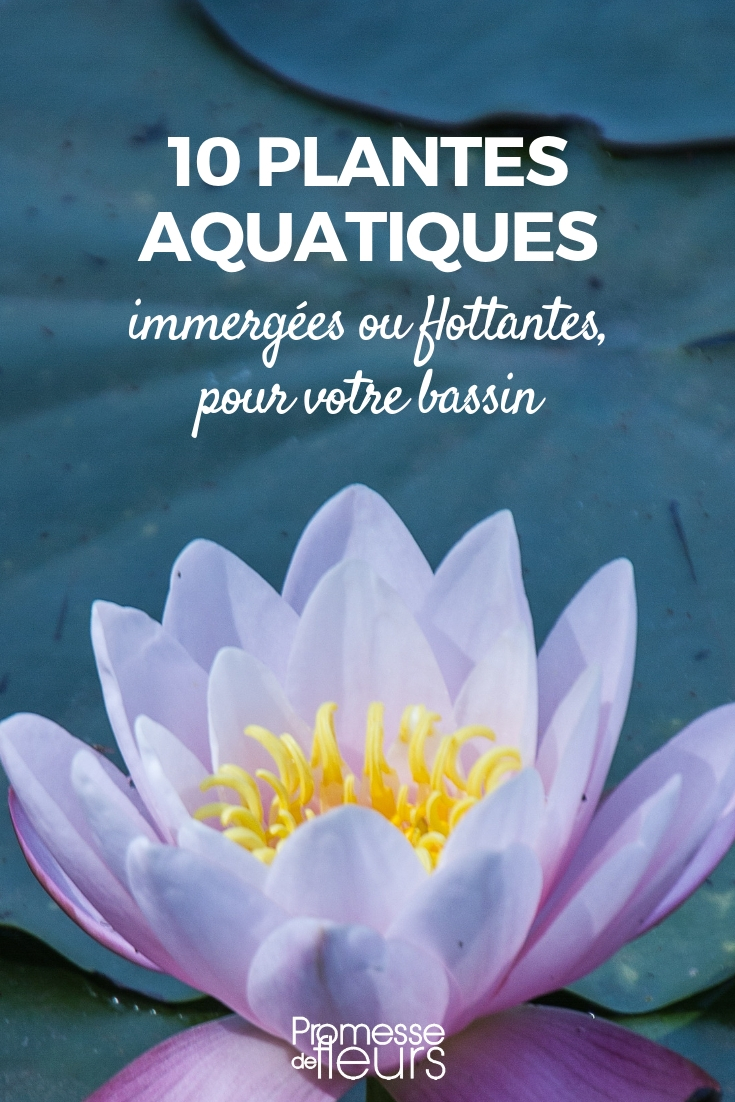 Bassin : 10 plantes aquatiques, immergées ou flottantes - Blog