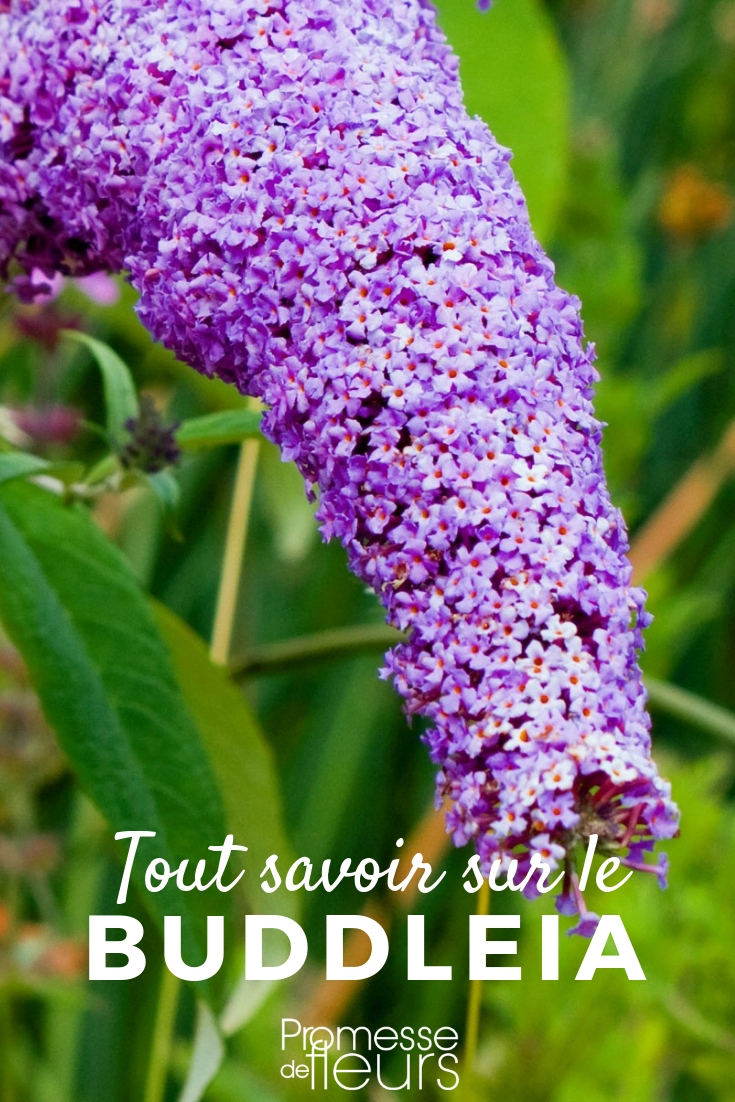 Buddleia, arbre aux papillons