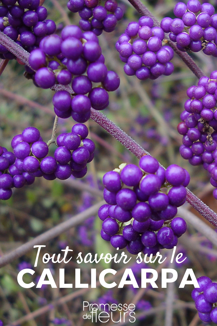 Callicarpa, arbre à bonbons : plantation, taille, entretien