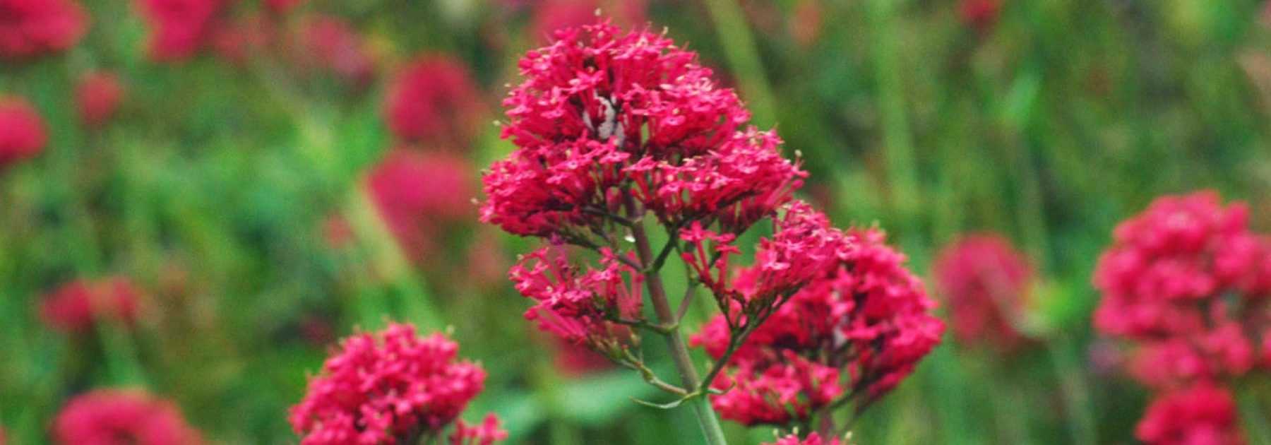 Lilas d'Espagne, Valériane : semis, plantation et entretien