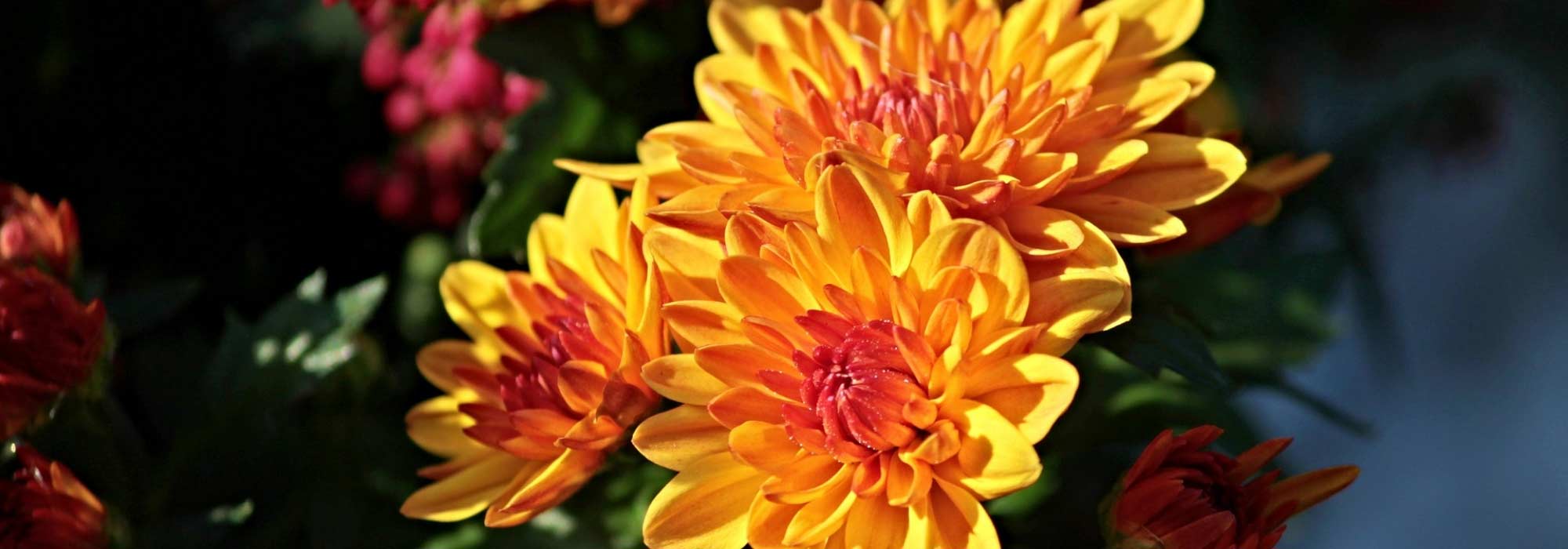 Chrysanthème : plantation, entretien, taille