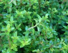 Les Chèvrefeuilles arbustifs : planter, tailler et entretenir