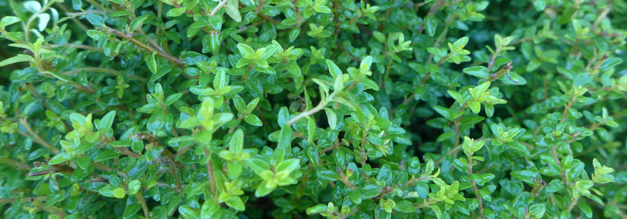 Chèvrefeuilles arbustifs, lonicera : planter, tailler et entretenir