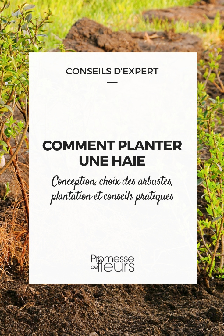 la plantation d'une haie - conseils pratiques