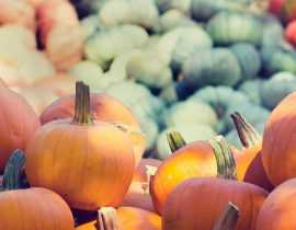 Courges : semer, planter, cultiver, récolter