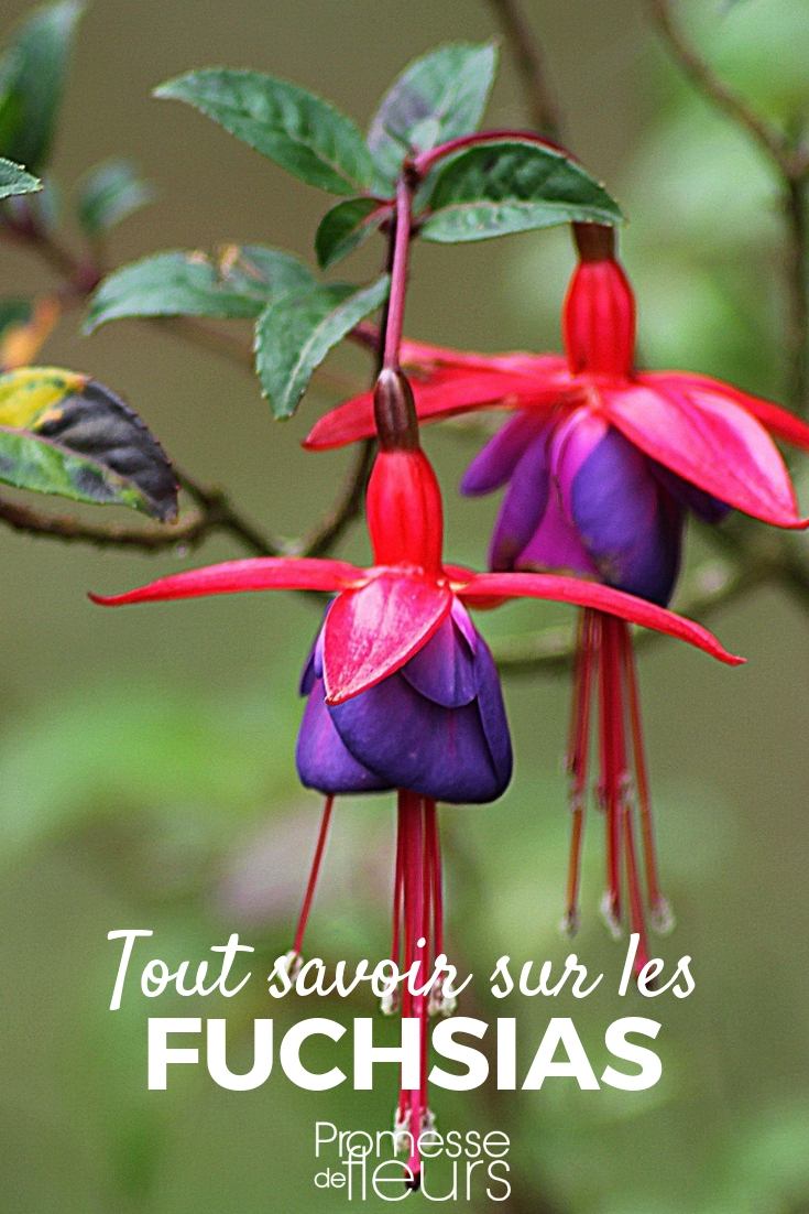 Fuchsia - Conseils culture, plantation, entretien