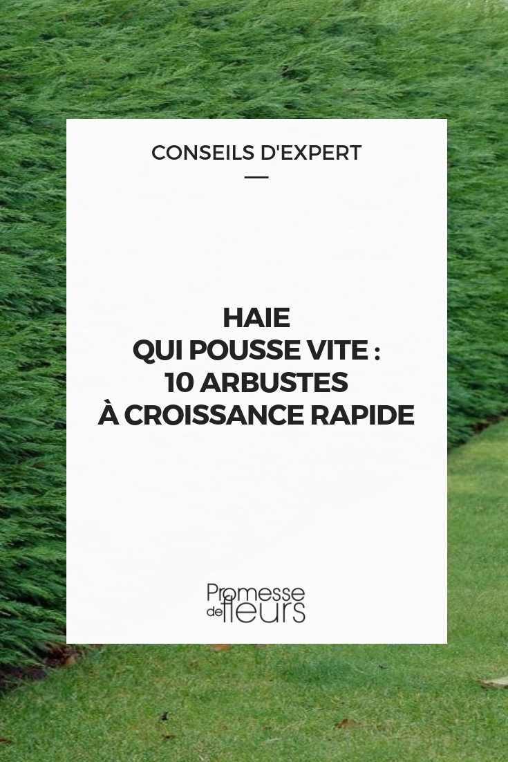 Haie rapide : 10 arbustes qui poussent vite