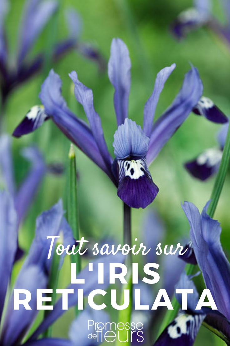 Iris reticulata : plantation, culture