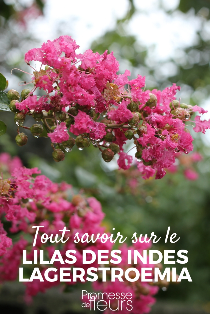 Lilas des Indes, lagerstroemia : conseils culture, taille