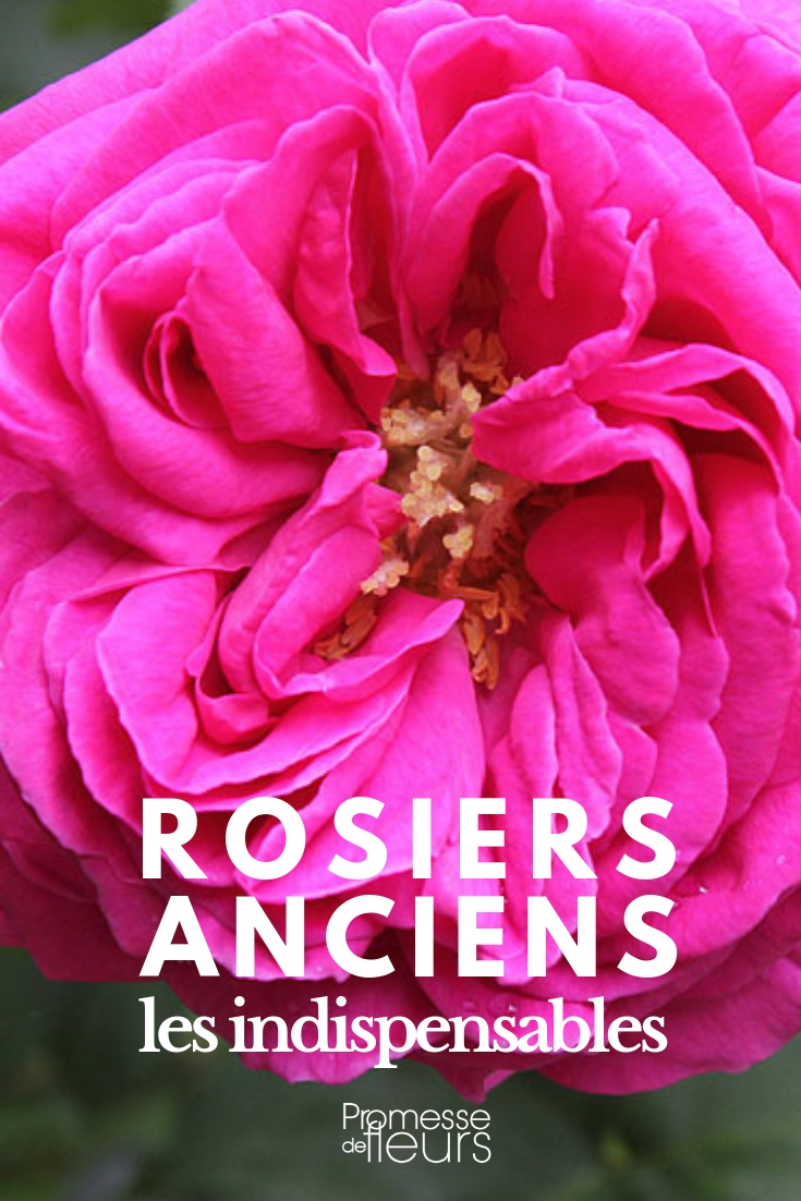 rosiers anciens : les meilleurs variétés