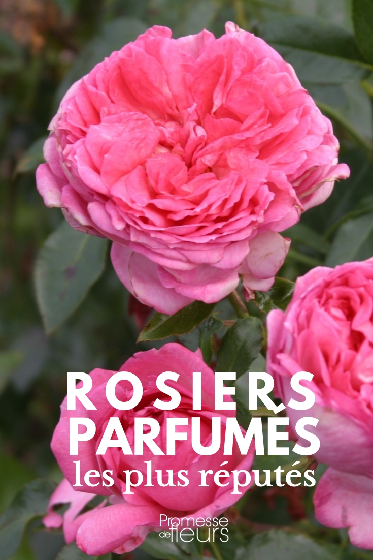rosiers parfumés : les variétés les plus réputées