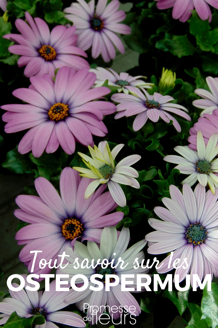 osteospermum, marguerite du cap - conseil de semis, culture