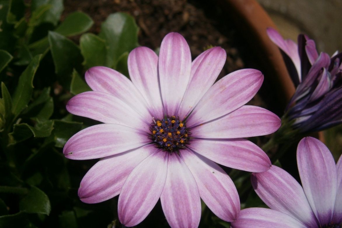 Osteospermum ou marguerite du cap