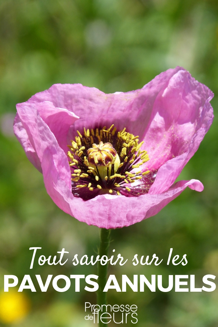 pavots annuels, papaver : semis, entretien - Nos conseils