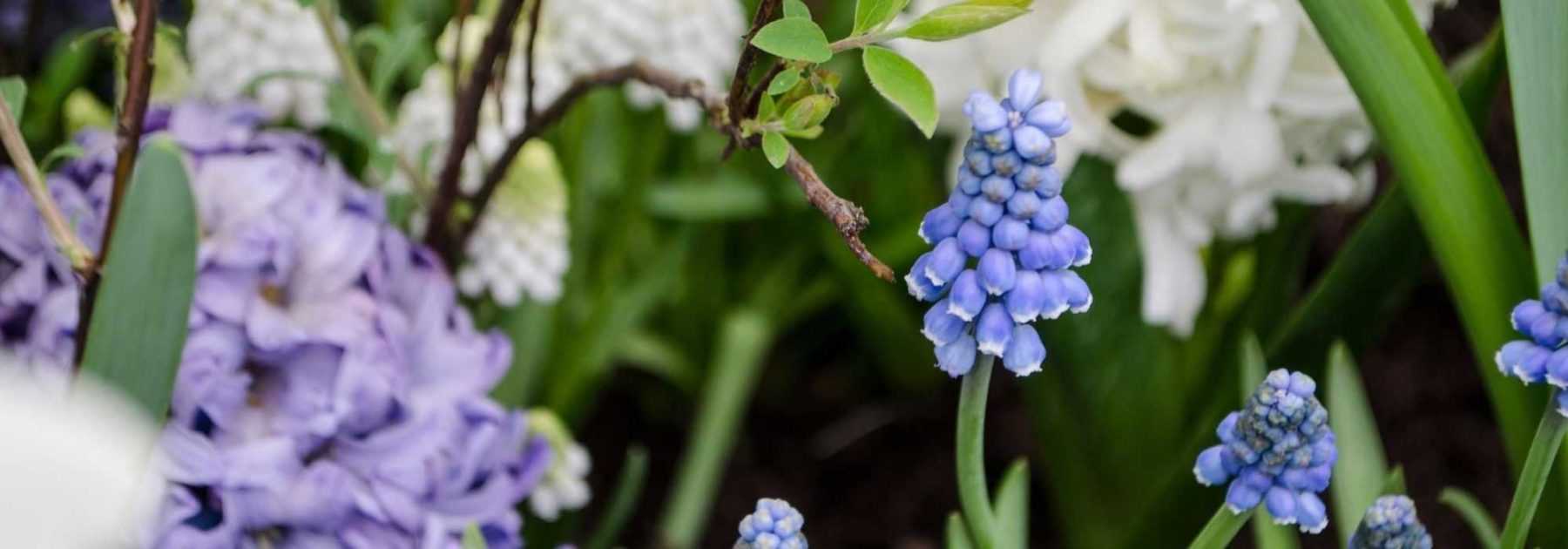 Quand et comment planter les différents bulbes à fleurs en pleine