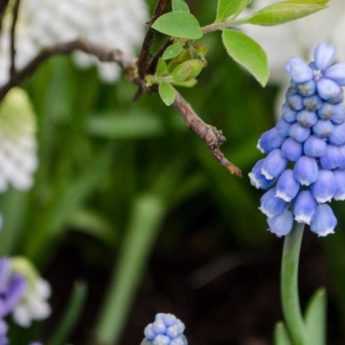 Plantez vos bulbes en lasagne - Jardinier paresseux