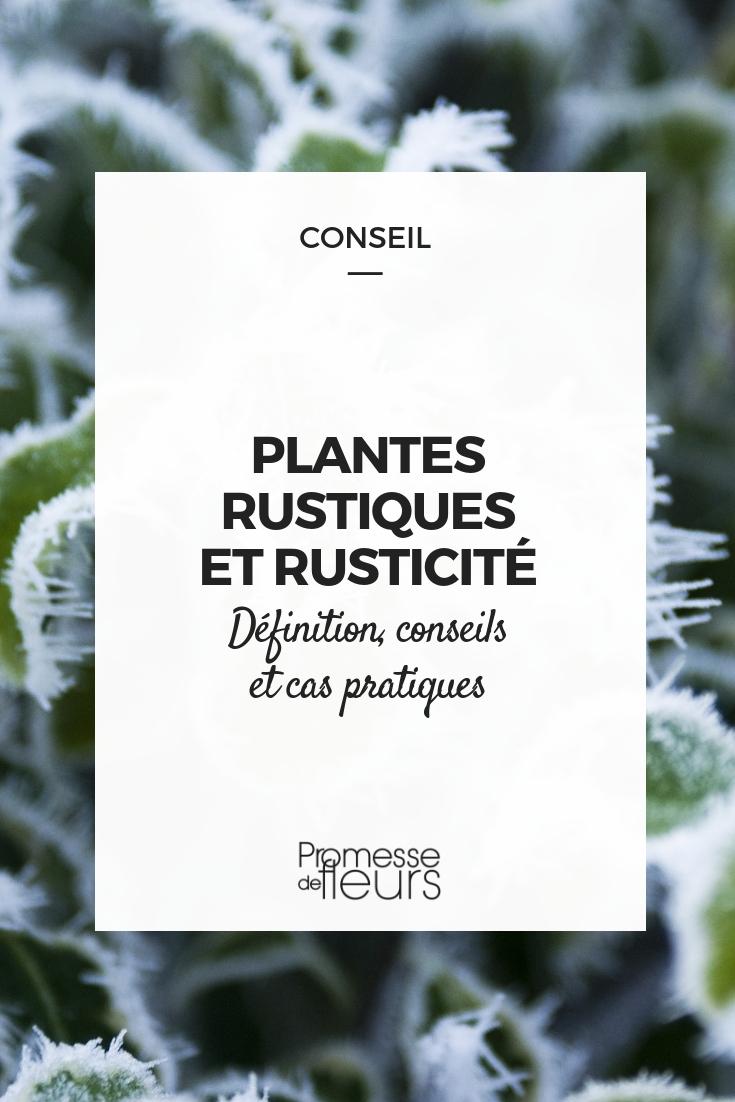 Plante rustique et rusticité : définition, conseil