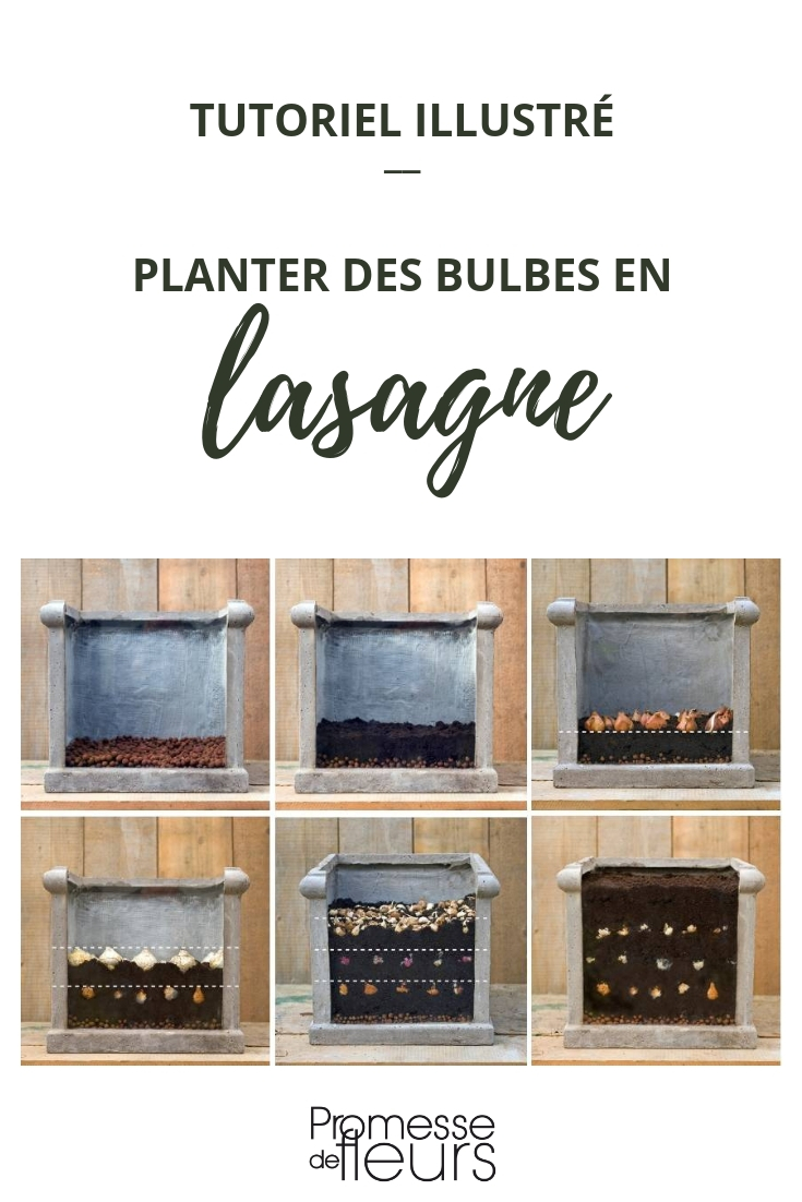 planter des bulbes en pot : technique de la lasagne