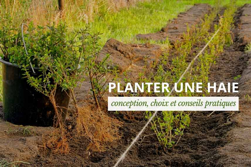 plantation d'une haie : explications et conseils