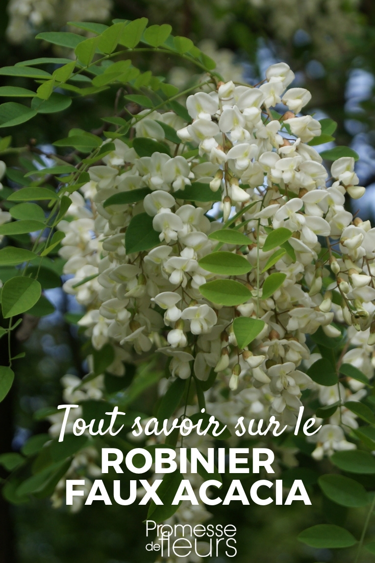 Robinier Faux Acacia Planter Tailler Et Entretenir Blog Promesse 