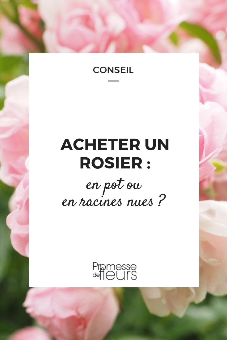 Rosiers : pot ou racines nues : que choisir ?