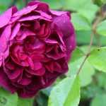 Rosiers anciens arbustifs : les indispensables