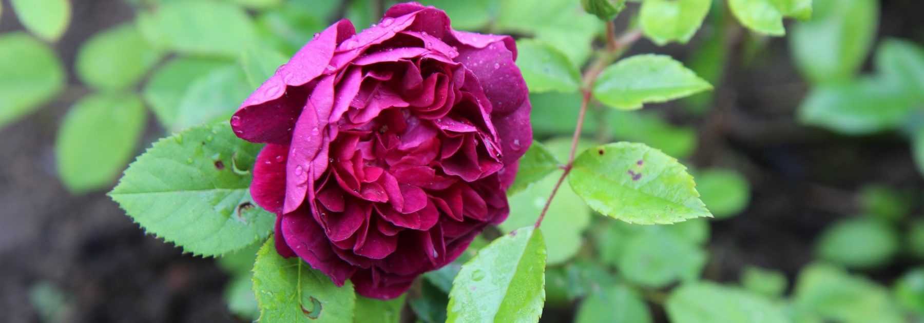 Rosiers anciens arbustifs : les indispensables