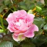 Le rosier Borneo Odore : une nouvelle variété, remontante et très parfumée