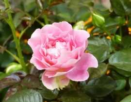Le rosier Borneo Odore : une nouvelle variété, remontante et très parfumée