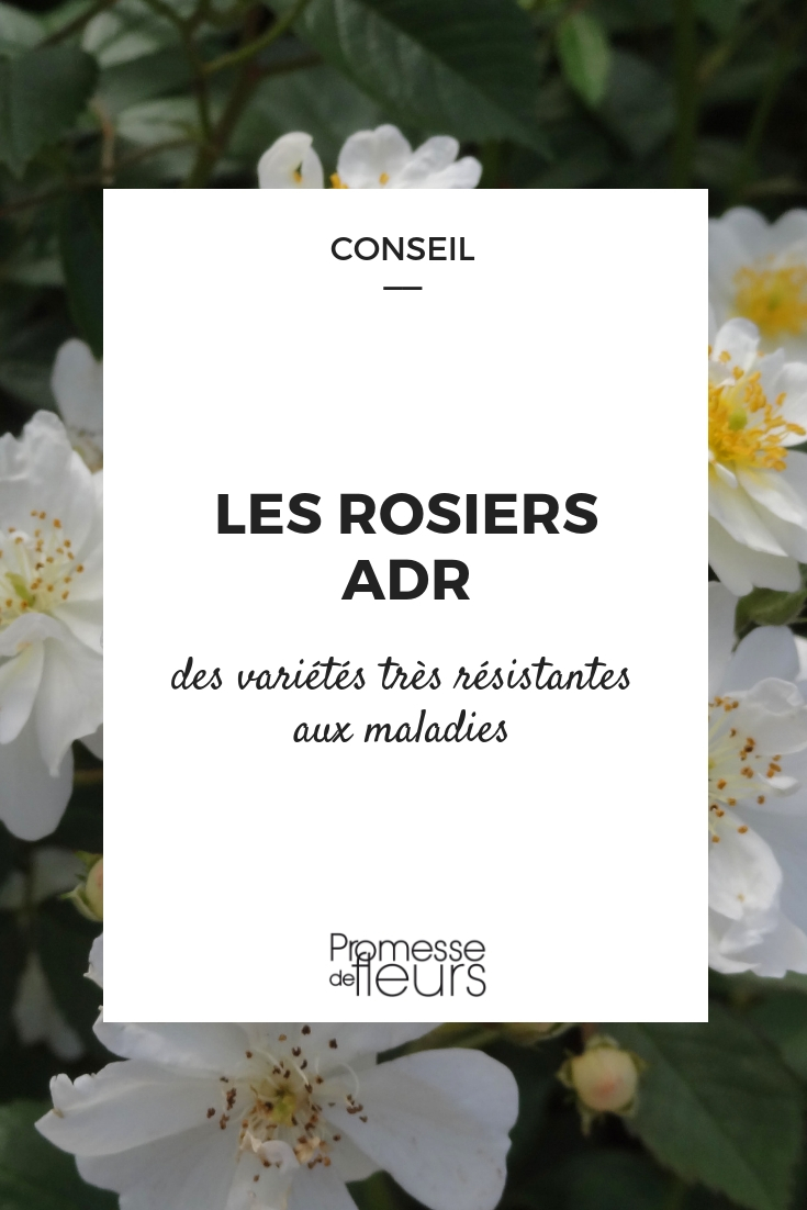 rosier label ADR