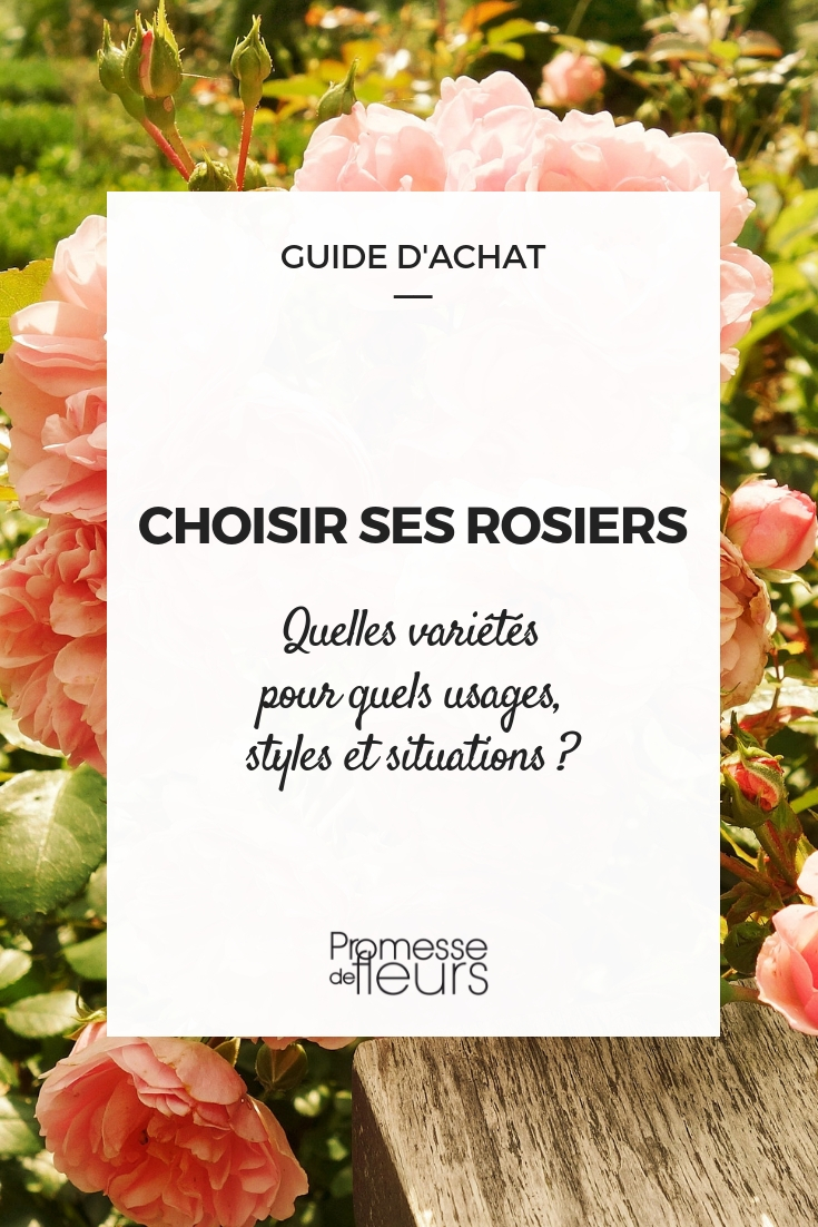 Choisir un rosier - nos conseils