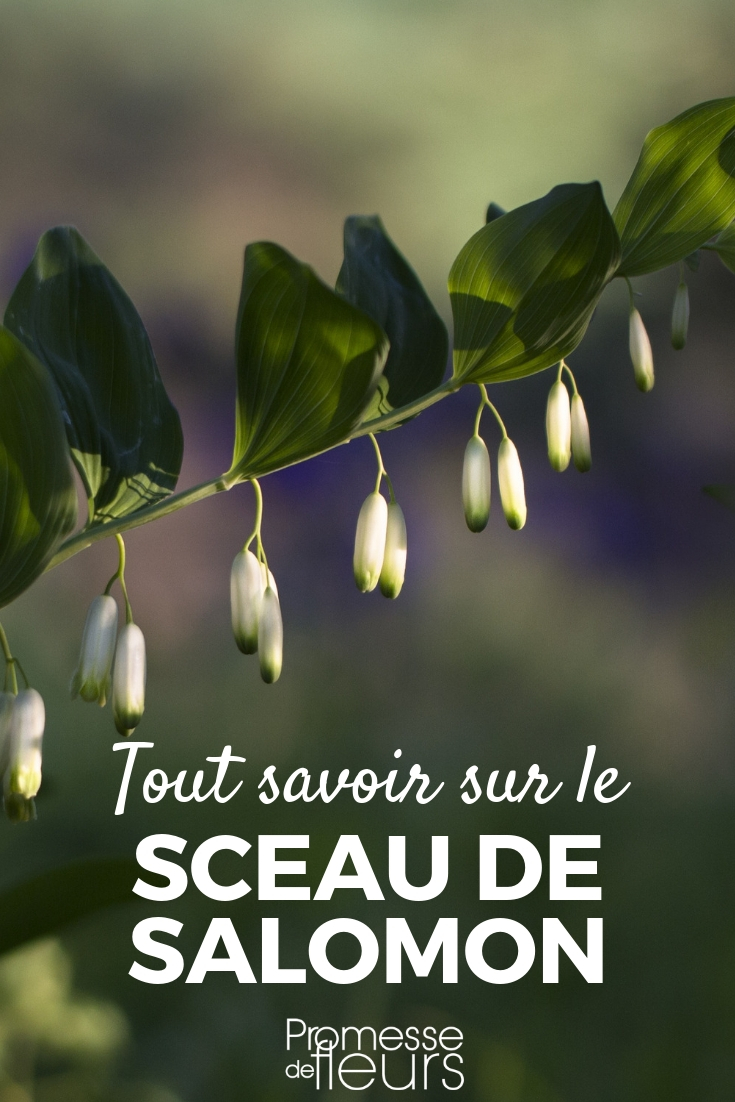 Sceau de salomon, polygonatum : tout savoir et conseils