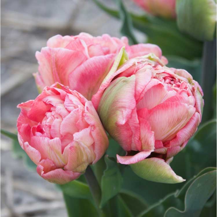La tulipe sweet Amy, double et précoce