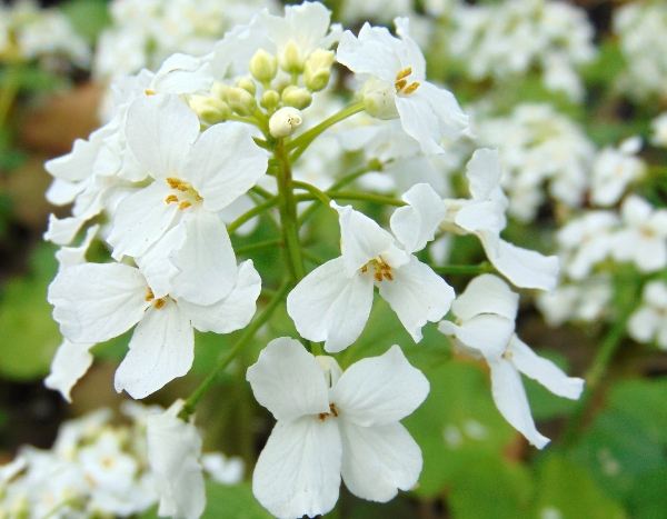 7 vivaces précoces, à planter en octobre