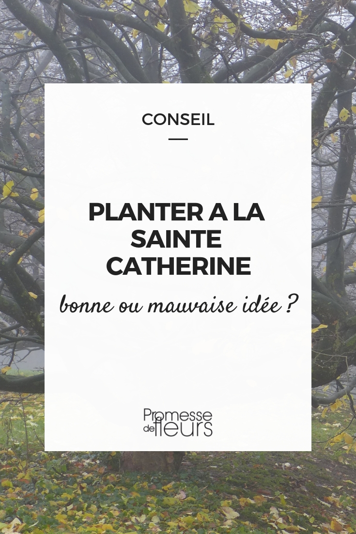 Planter à la sainte catherine