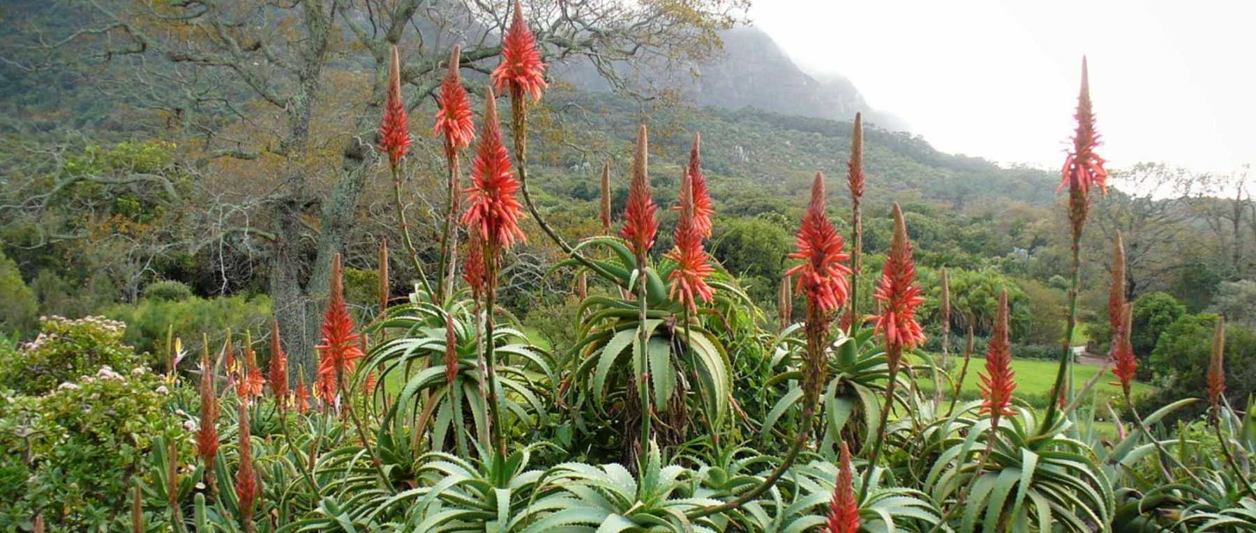 Plante Aloe Vera Bio - Les Jardins d'Ollivier