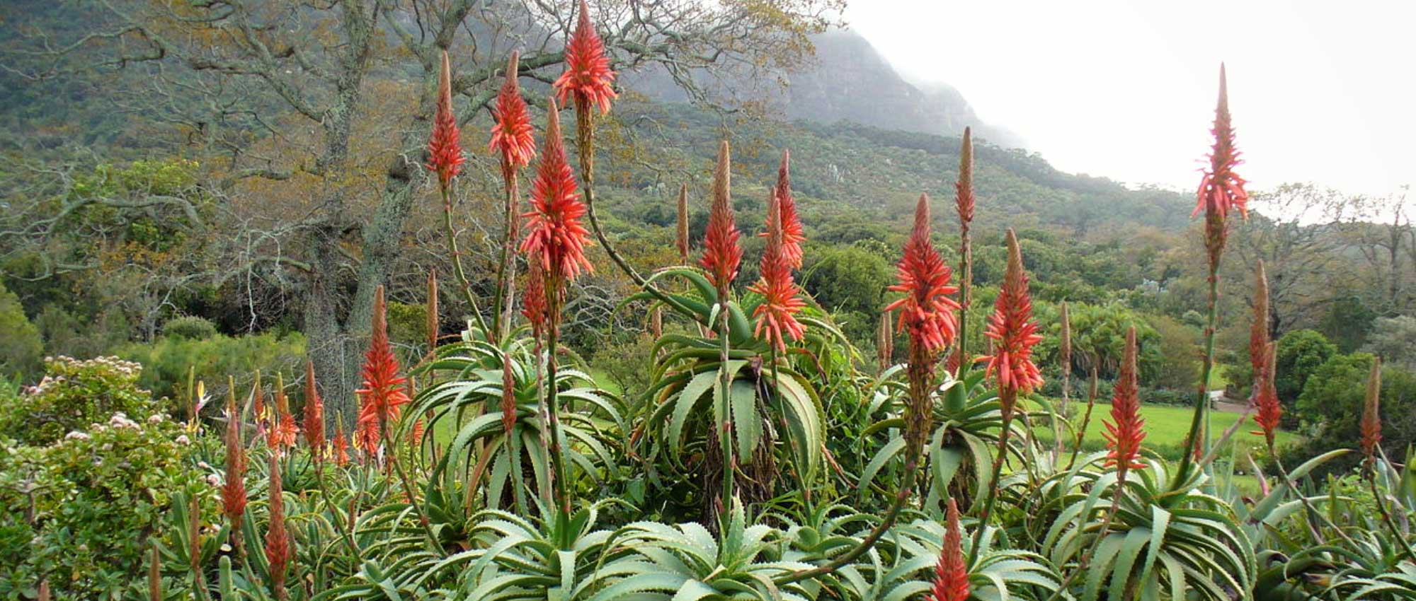 Aloe : plantation, arrosage, culture et entretien - Blog Promesse
