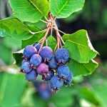 Amelanchier Saskatoon Berry, le nouveau fruitier inratable venu des USA