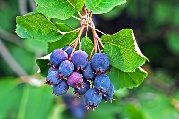Amelanchier Saskatoon Berry, le nouveau fruitier inratable venu des USA
