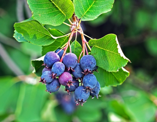 Amelanchier Saskatoon Berry, le nouveau fruitier inratable venu des USA