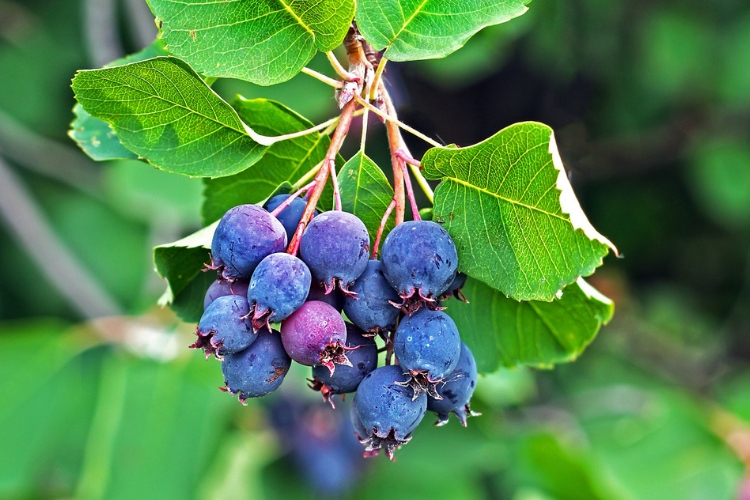 Les fruits de l'Amelanchier Saskatoon Berry 