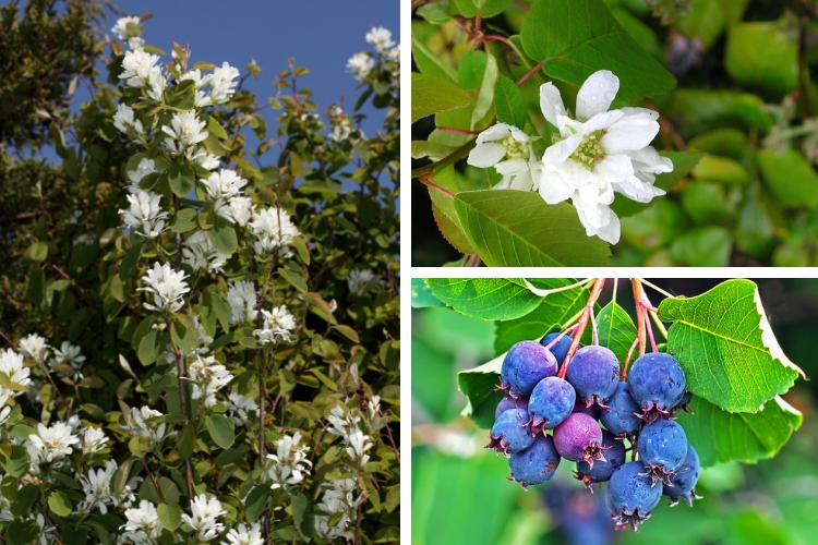 Fleurs de l'Amelanchier Saskatoon Berry