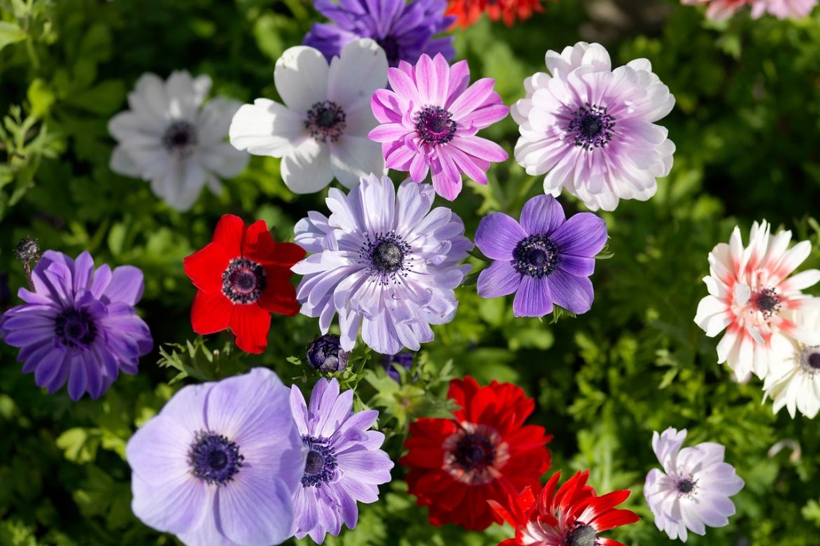 anemone coronaria