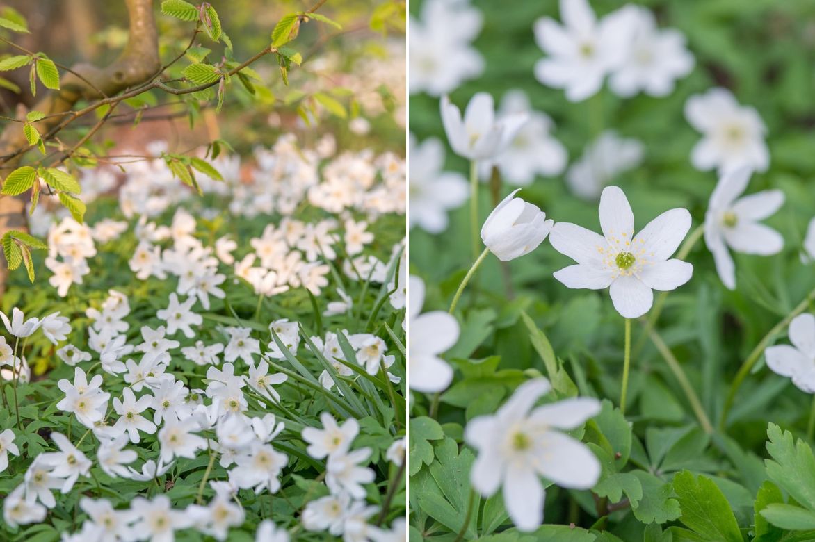 Anémones de printemps : plantation, culture, entretien et utilisation