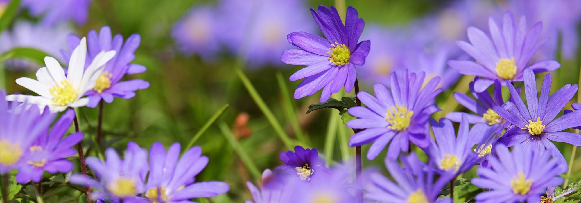 Anémones de printemps : plantation, culture, entretien et utilisation