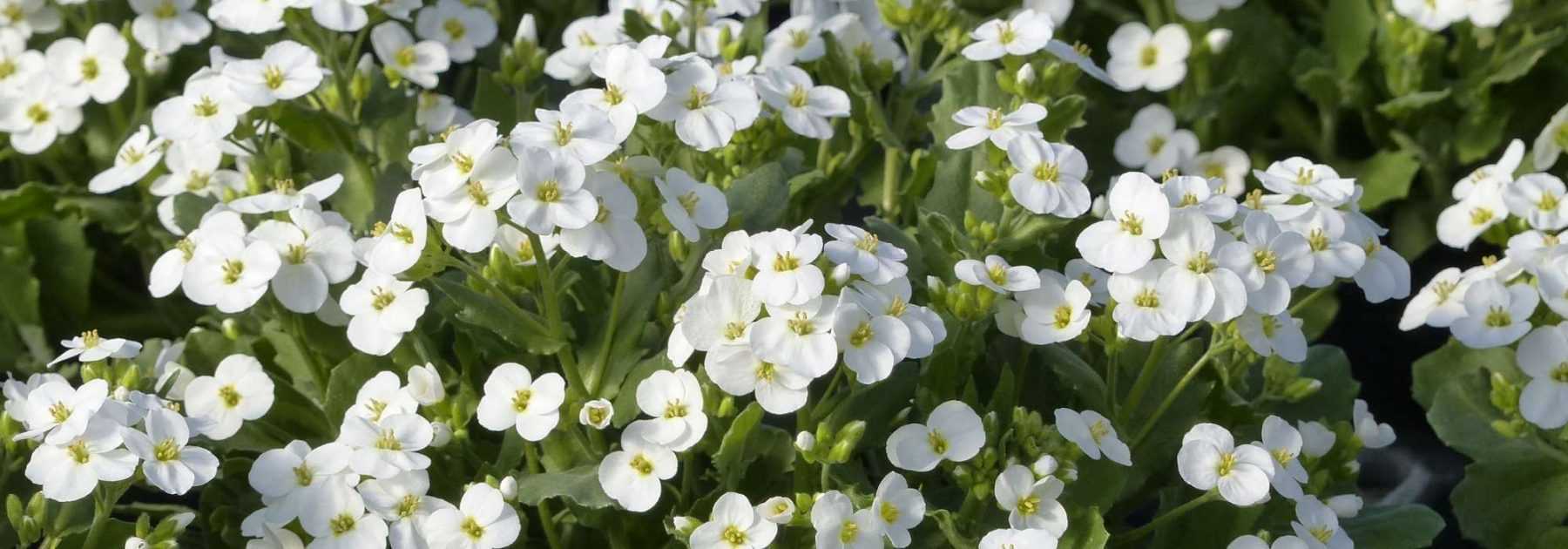 Arabis, Corbeille d’Argent : planter et entretenir