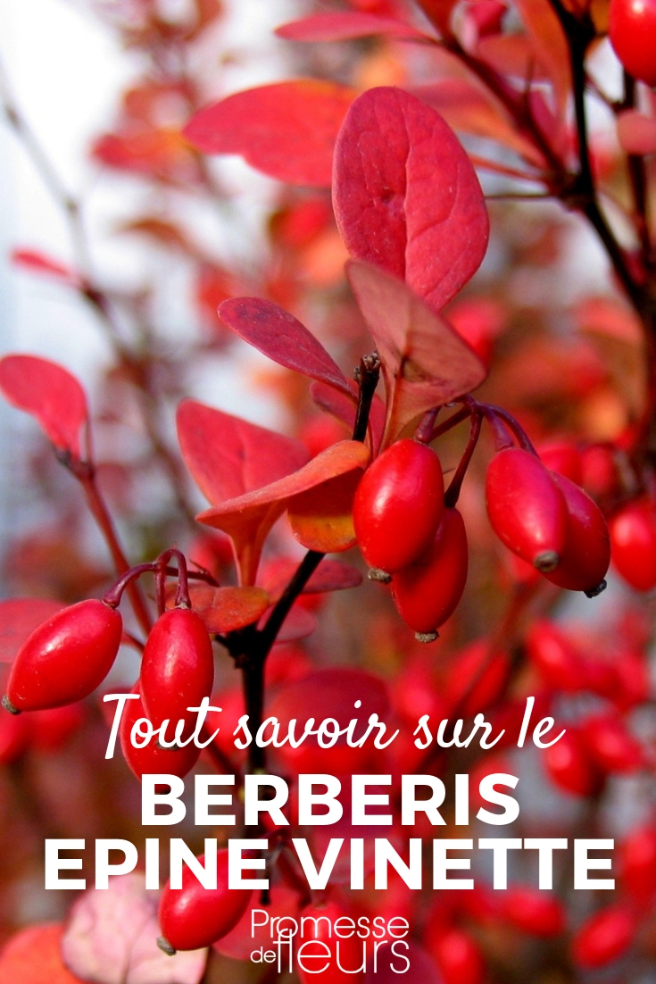 Berberis, conseils